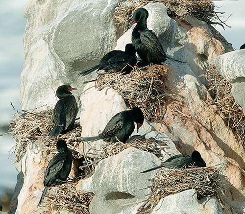 Crowned Cormorants on nests